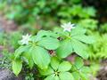 これだけは覚えたい「高山植物」11選！ 「よく見かける＆特徴的な色・形」記憶に残りやすい花！【知ると登山がより楽しくなる】の画像008