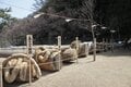 1200年の歴史で初！ 7年に1度の「天下の大祭」長野県・諏訪の「御柱祭」！ 2022年「超異例」の開催内容とは？の画像002