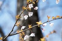 まだ間に合う「首都圏近郊のお花見登山ルート」GWにもおすすめな西丹沢・畦ヶ丸山の開花状況