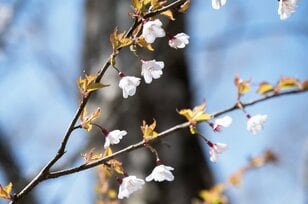 まだ間に合う「首都圏近郊のお花見登山ルート」GWにもおすすめな西丹沢・畦ヶ丸山の開花状況