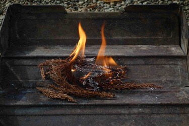 秋は “ナチュラル着火剤” 収穫のシーズン「焚き火に不可欠な自然の恵み