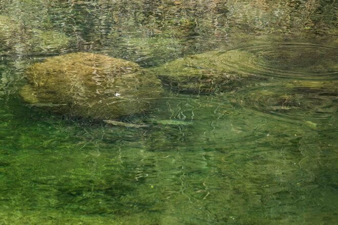 【渓流釣り】沈めて浮かせて……「そっぽを向かれても無視されても、夢中で誘い続けたフライフィッシング！」 神流川・群馬県上野村｜2026年の画像008