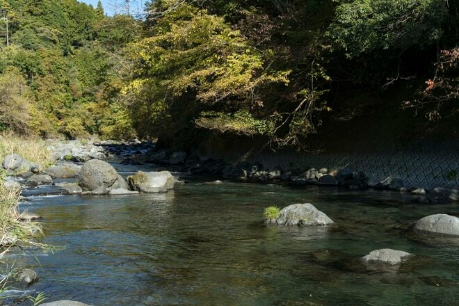「10月に入ったけれど…… まだ渓流釣りができる自然河川」 秋の気配漂う静岡・芝川でフライフィッシング！ 美しいアマゴと銀ピカのニジマスに出会うの画像012