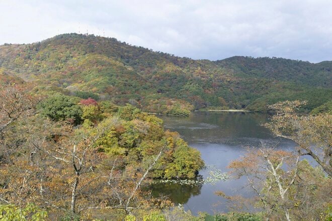 圧巻！ 城下町 鶴岡で色鮮やかに輝く里山をバックに4,000羽のハクチョウが空を舞う「地球温暖化で生まれた水鳥の楽園」を訪ねる 【山形県】2025年の画像001