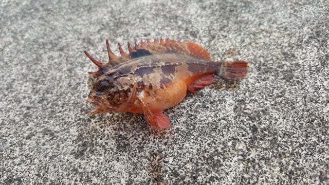 人気の「カサゴ」狙いで釣れがち！  しかもそっくり！「毒のある外道・3選」 初心者が知るべき「見分け」のポイントの画像002