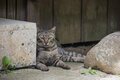福木に囲まれた昔ながらの赤瓦の屋敷が点在する“沖縄でいちばん遠い島”へ【琉球島猫百景 vol.04　渡名喜島〈1〉～島猫が島猫らしく生きる島」】の画像009