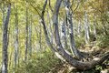この秋に行きたい！ 至極の紅葉登山【第4回】錦秋に染まる越後の名峰「越後駒ヶ岳」「巻機山」、一ノ倉沢の大岩壁「谷川岳」絶景紅葉の画像008