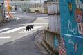 アート、ときどき島猫。男木島・女木島・豊島【「瀬戸内トリエンニャーレな旅（前編）」琉球島猫百景 vol.21〈特別編〉】の画像009