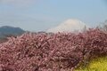 2月に見る「桜と富士山と菜の花」奇跡のコラボ！「富士見百景」選定の「まつだ桜まつり」の春先取り絶景の画像001