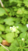 【夏山登山】花の百名山の楽しい季節到来！  高山植物が咲き乱れるお花畑ハイク  2024年の画像002