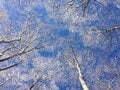初冬「ドラマチック丹沢」登山「檜洞丸」の絶景！ 新雪と樹氷＆富士山「白のコラボ」落葉からの「眺望アップ」フォトレポートの画像002