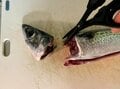 超便利！「切る・さばく・落とす」万能の「頑丈ハサミ」が釣り人の「最強ツール」である理由の画像003