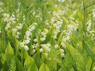 120万本「スズラン」＆希少な花々がお出迎え！  6月中旬「入笠山」 梅雨時期が美しい湿原ハイキング！  まさかの山頂は晴れ！「登山レポ」