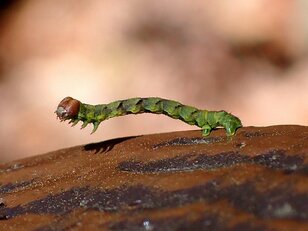 意外な冬の虫探しスポット「虫たちは手すりや柵がお好き？」【あなたのすぐそばにいる「季節の虫」の探し方 vol.2】