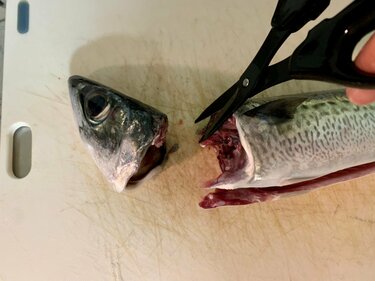 超便利 切る さばく 落とす 万能の 頑丈ハサミ が釣り人の 最強ツール である理由 アクティビティ ニュース Bravo Mountain