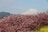 2月に見る「桜と富士山と菜の花」奇跡のコラボ！「富士見百景」選定の「まつだ桜まつり」の春先取り絶景の画像001