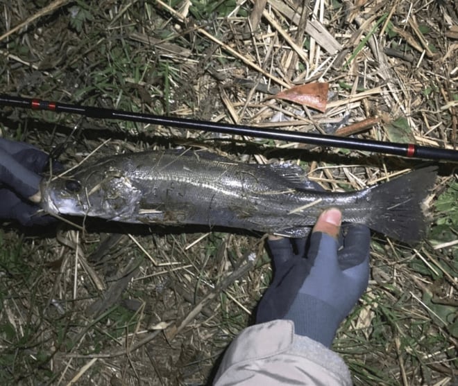 「釣れたあと」こそ気をつけろ！「要注意」アブナイ「トゲあり危険魚」トップ3の画像002