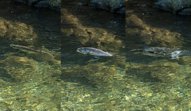 【渓流釣り】澄んだ流れの渓流で、一年中釣りができる幸せ「芝川特別区」でフライフィッシング！   静岡県｜2025年の画像003