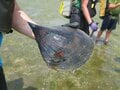 野生食材採集のルールと知識の身につけ方【無人地帯の遊び方 vol.5】の画像005