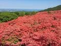 「お花見ハイキング」4月から5月に見ごろを迎える花々が美しい「春の低山」5選！  国指定名勝や穴場も【東北編】の画像004