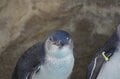 長崎ペンギン水族館に聞く！  世界最小「コガタペンギン」の、見た目だけじゃわからないその生態って？【かわいいだけじゃない？ ペンギンの生態vol.4】の画像003