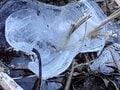 冬に開く“氷の花”！ 「霜柱」ではない「シモバシラ」を探しに初冬の高尾山へ【最後の最後に出会えた氷の芸術品“氷華”】東京都・2023年の画像010
