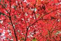 ”紅葉シーズン最終盤” お見逃しなく！「御岳山」の紅葉事情＆スポット最新レポートの画像003
