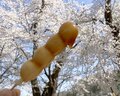 桜に菜の花、スイーツも！ 北信州の春は「サイクル＆トレイン」で大満足の旅【GO！GO！千曲川 飯山線サイクルトレインプラン春】4/5スタート の画像007