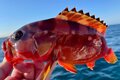力強い引き味が魅力！  ただいま大流行中の「ハタゲーム」とは？  ハタ類が釣れるポイントやタイミングを紹介！の画像001