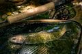 【渓流釣り】山地渓流で大物がロッドを絞る！  35cmのネットから余裕ではみ出す魚体「でも、どこか複雑な心境」  長野県｜2026年の画像010