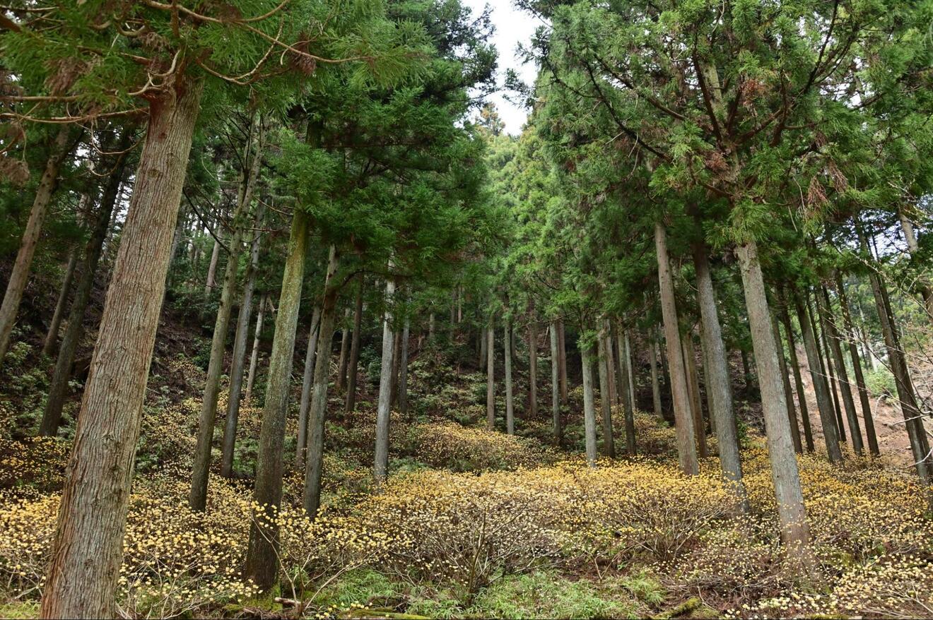 黄金の海原「ミツマタ」群生地の絶景！ 朝日と香りの幻想コラボ「春山ハイキング」おすすめスポット3選｜登山｜ニュース｜BRAVO MOUNTAIN