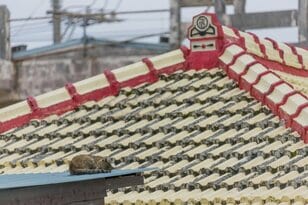 「うりずん」の季節に沖縄本島北部の中核都市・名護の市街地で出会ったシマネコたち【琉球島猫百景 vol.10  名護「屋根の上のニャ～ゴ」】