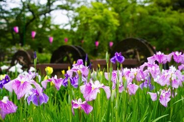 令和の梅雨に咲く江戸情緒 東京23区内で楽しむ「花菖蒲」鑑賞スポット