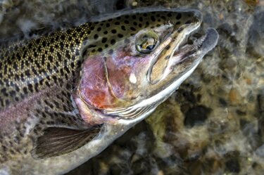 犀川本流】賑わうトラウトフィッシングの聖地！ 2022年“セカンド