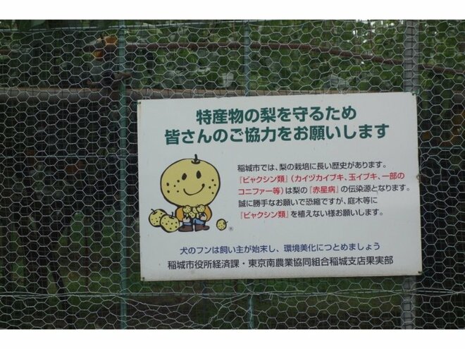 【アウトドア豆知識】＜梨の生産量の第3位は栃木で、第2位は茨城…気になる第1位は？＞「今が旬のフルーツ」美味しい“梨”は品種で選ぶのが近道です！の画像011