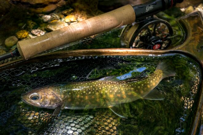 【渓流釣り】山地渓流で大物がロッドを絞る！  35cmのネットから余裕ではみ出す魚体「でも、どこか複雑な心境」  長野県｜2026年の画像010