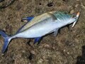 野生食材採集のルールと知識の身につけ方【無人地帯の遊び方 vol.5】の画像007