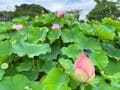 真夏の谷戸に広がるハス田が見頃！ グルメも充実『ハスまつり』意外な生き物との遭遇も【東京都町田市】2023年の画像004