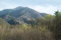 【連休明けハイキングはここに注目】5月の山の楽しみは景色だけじゃなくて「目の前」にもある＜樹上編＞の画像011