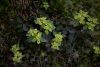 【景色だけじゃない】5月のハイキングの楽しみは「目の前」にもある＜足元編＞