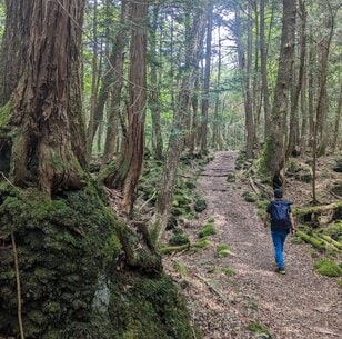 「気軽に、気持ちよく、楽しく歩く」 ゴールデンウィークは「フラット登山」を楽しもう！  日本最強の異世界「富士山 青木ヶ原樹海をくぐり抜ける」【後編】