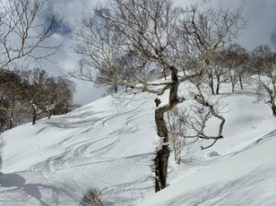 バックカントリー愛好者必見！  知識と経験を兼ね備えたプロガイドの大切さを感じた、パウダーツアーレポート【2025年2月・北海道】
