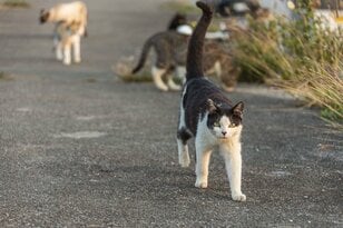 沖縄本島の東海岸うるま市は漁港も近く、島猫たちの風貌もどこか海人(猫)的【琉球島猫百景 vol.16「海人気質のテトラ猫族」沖縄県うるま市】
