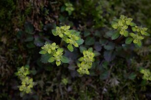 【景色だけじゃない】5月のハイキングの楽しみは「目の前」にもある＜足元編＞