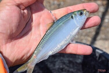 サビキ釣り ついで にワンチャン大物も釣れる 泳がせ釣り と ぶっこみ釣り の三刀流スタイルのススメ アクティビティ ニュース Bravo Mountain サビキ釣り ついで にワンチャン大物も釣れる 泳がせ釣り と ぶっこみ釣り の三刀流スタイルのススメ アクティビティ ニュース Bravo Mountain