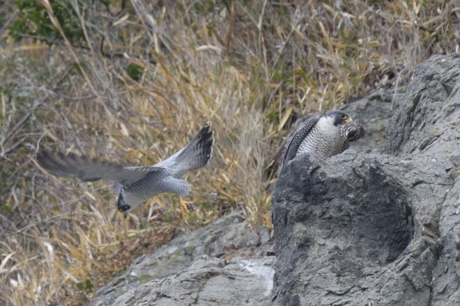 【バードウォッチング】「早春は恋の季節」日本最速飛行術を誇るハヤブサの “ラブラブ断崖ライフ” を拝見してきました！  神奈川県｜2026年の画像002