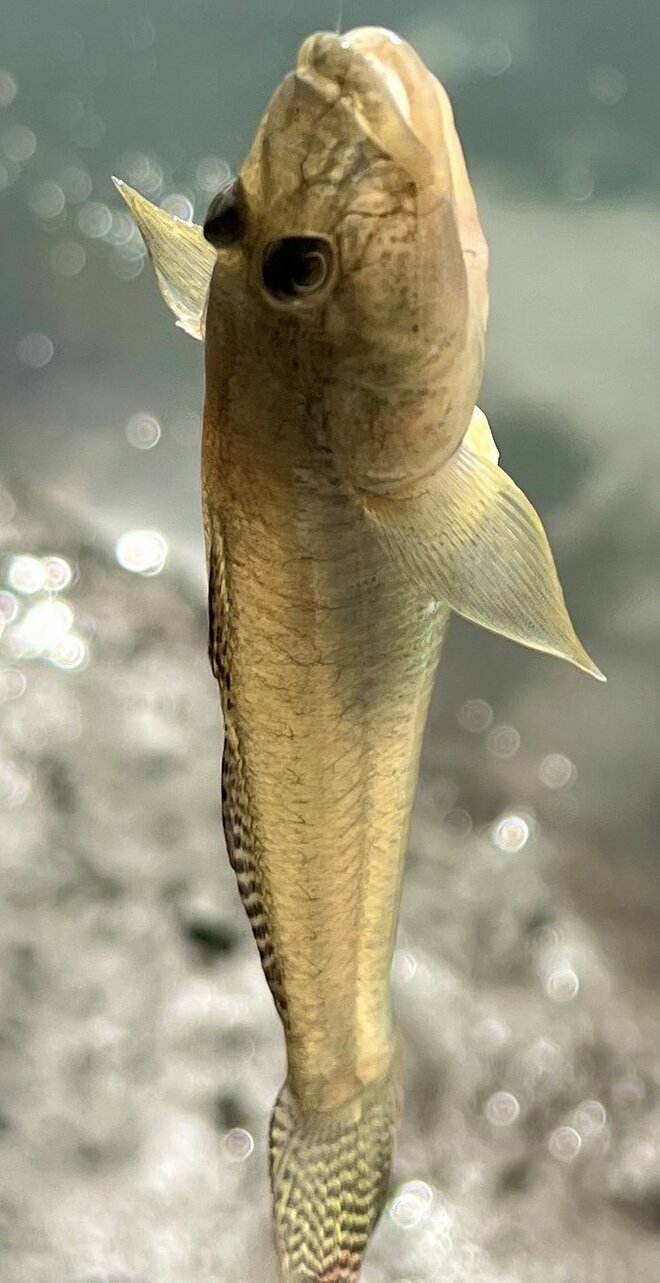 秋のファミリーフィッシングに最適「ハゼ釣り」 子どもは“釣れた！” うれしさ＆大人は“美味そう…”  手軽な仕掛けと多彩な調理法が魅力！  入門解説の画像001