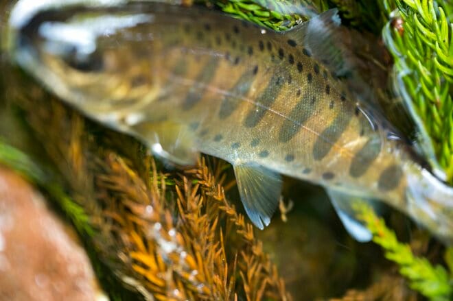 【渓流釣り】新緑の季節、美しい渓は水生昆虫たちのパラダイスだった！  “フライフィッシング”  栃木県｜2026年の画像004