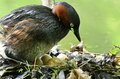 「赤ちゃんをおんぶする水鳥」 激萌え赤ちゃんに胸キュン！  都市公園の池でイクメンも大奮闘  2024年【東京都】の画像004