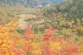 北アルプスに抱かれた高層湿原ならではの紅葉模様「栂池自然園」の画像001